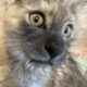 Black Smoke Female Maine Coon Morgana.