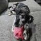 ONE PUPPY LEFT!!!!!!!!