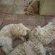Labradoodle/Goldendoodle- Double Doodle puppies