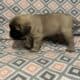 English Mastiff Puppies