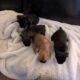 CKC Frenchton puppies 1 f 3 m 6 weeks