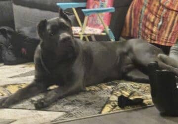 Cane corso for sale!!!