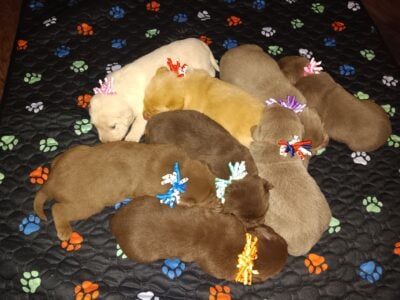 Labrador Retriever puppies