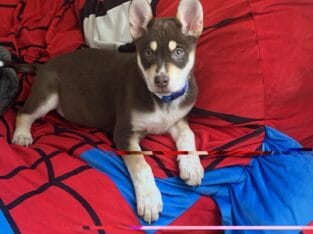 Husky