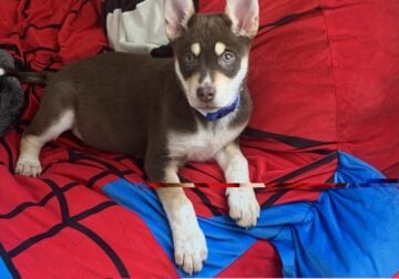 Husky