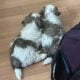 Shih Tzu Coton de Tulear Mix