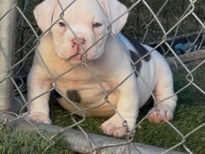 American bully