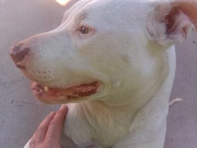 Female Red nose pittbull $100