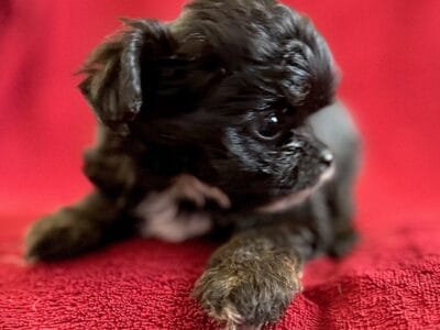 Poodle / Chihuahua puppies