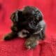 Poodle / Chihuahua puppies