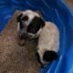 Australian cattle puppies