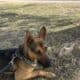 FREE Germen Shepherd Mix