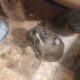 Frenchton puppies for sale