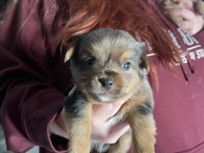 Little Yorkie poms