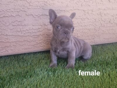 Adorable French Bulldog Puppies Ready for Their Ne