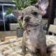 AKC Lilac Merle & Brindle French Bull Dog Puppies