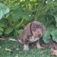 Mini Dachshund