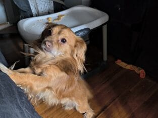 Small dog lovers