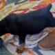 Rotterman Puppies Rottweiler Doberman 10 weeks old
