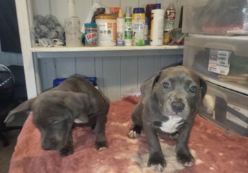 Blue nose pups first come first go first shots