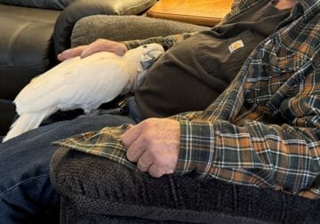 Moluccan Parrot male 1 1/2 years old