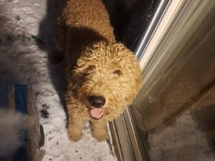 Goldendoodle