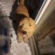 Goldendoodle