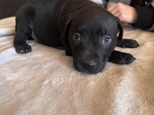Pitbull Puppy #8 Black (f)