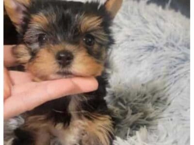 Akc Teacup male yorkie