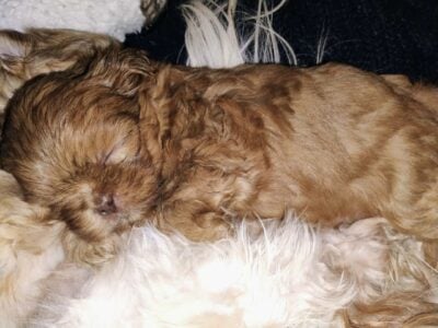 Looking for forever home
