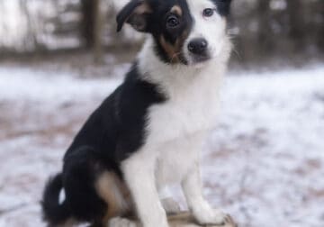 Australian Shepherd Mix Puppies