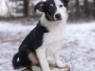 Australian Shepherd Mix Puppies