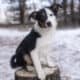 Australian Shepherd Mix Puppies
