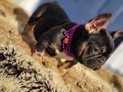 Frenchie