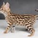 F1 Savannah Kittens for sale March 29th 2025