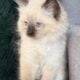 TICA Seal Colorpoint Male (blue collar)