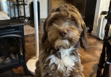 Jack Russel / Shih Tzu mix