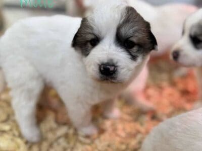 Great Pyrenees Puppies