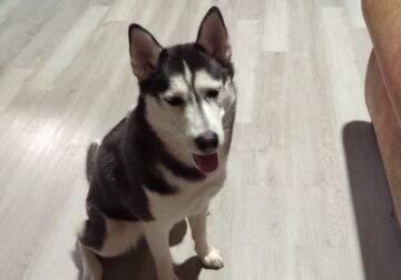 Siberian Husky