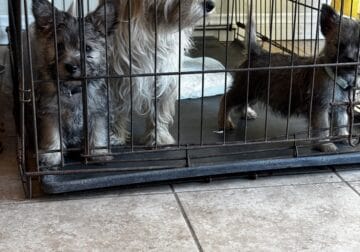 Puppies