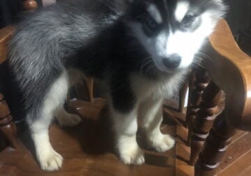 Huskey malimute mix (16 weeks)