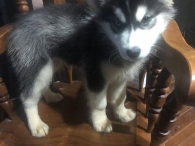 Huskey malimute mix (16 weeks)