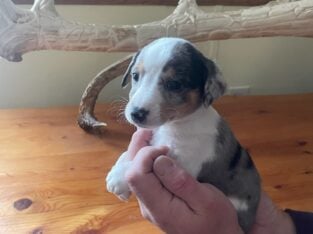 Beautiful Puppies for Valentines Day