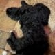 Labradoodle/Goldendoodle- Double Doodle puppies