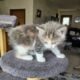 Bob cat