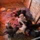 Puppies for sale