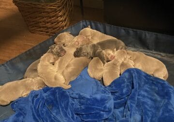 12 AKC Weimaraners