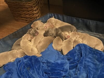12 AKC Weimaraners