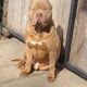 American Bully Puppies
