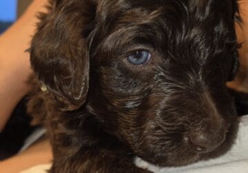 DOUBLE DOODLE PUPPIES FOR SALE